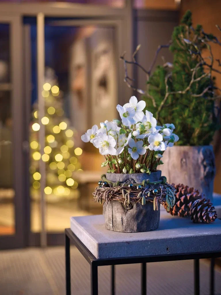 Julros 'Verboom Beauty'