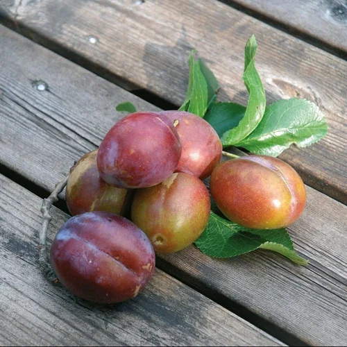 Plommon 'Jubileum' St.Jul.A