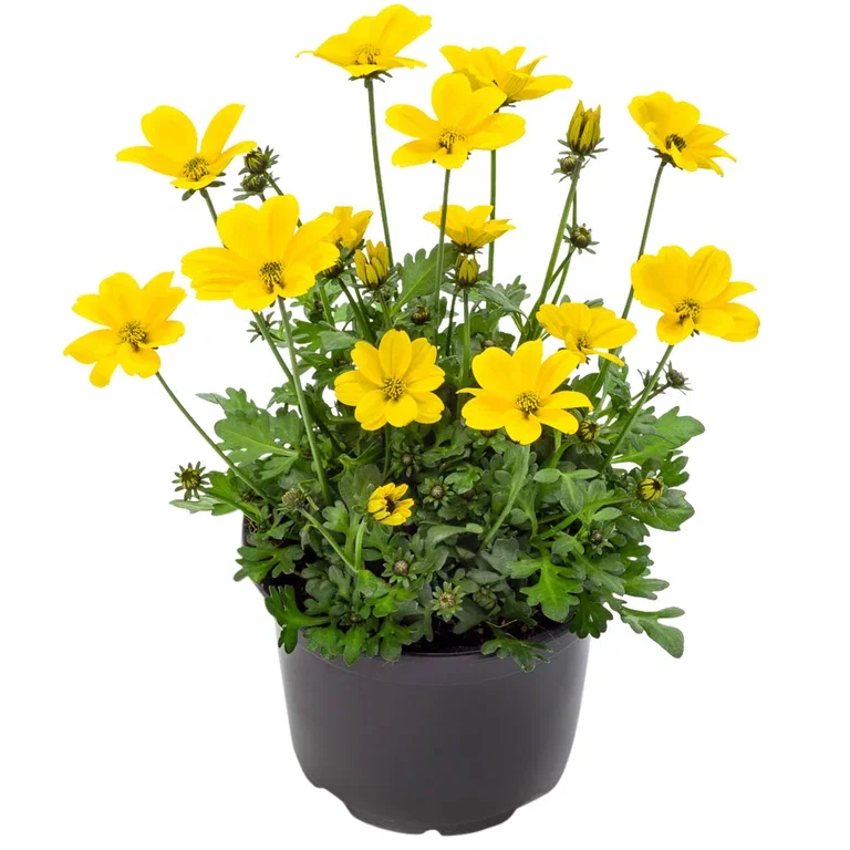 Ampelskära 'Golden Empire'