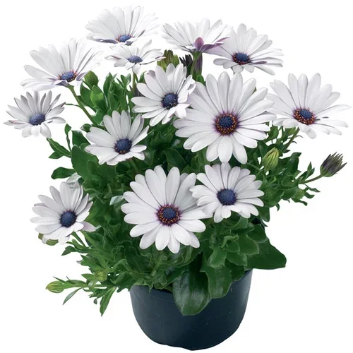 Osteospermum White 19 cm