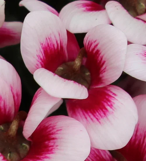 Cyklamen 'Goblet Shine Wine Red'