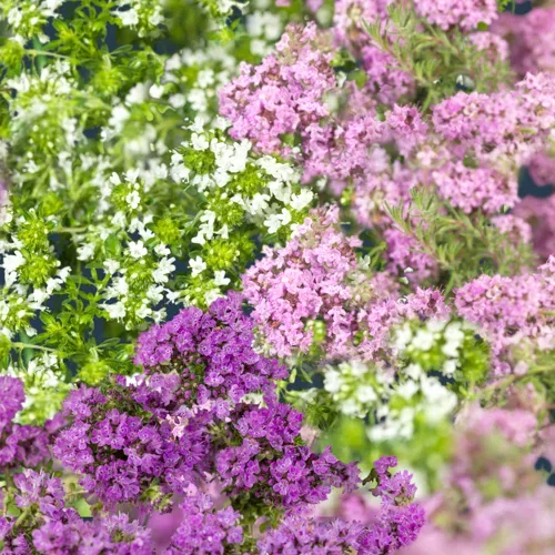 Thymus praecox mix 17cm