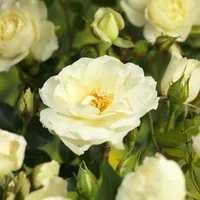 Rosa 'White Meilove' 23cm