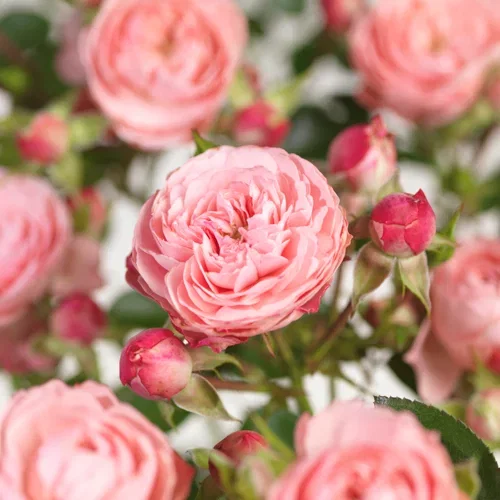 Rosa PINK MEILOVE 23cm