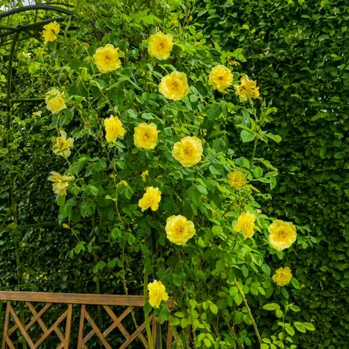 Rosa 'Lichtkönigin Lucia' 60-80cm 23cm
