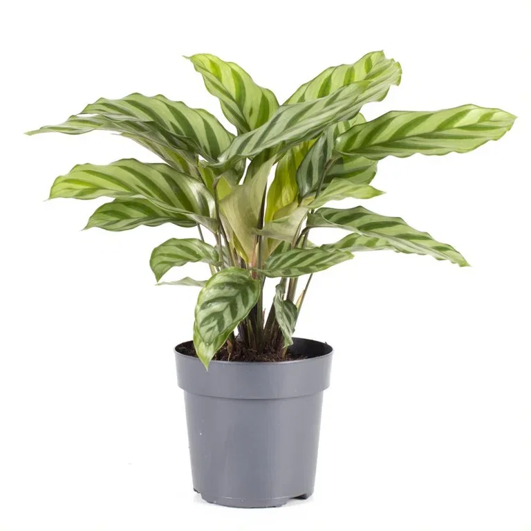 Kalatea 'Freddie'