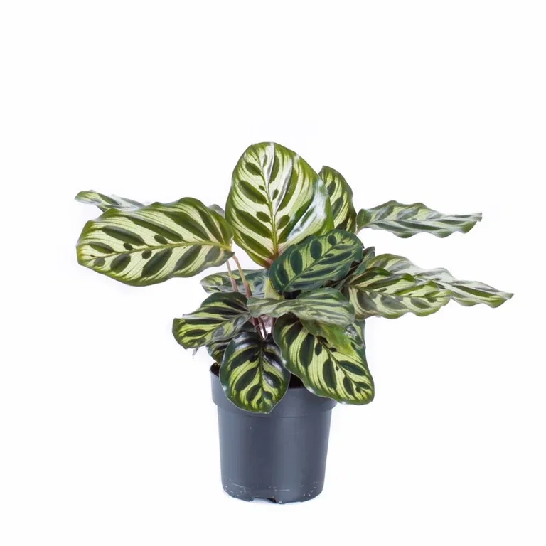 Påfågelsblad