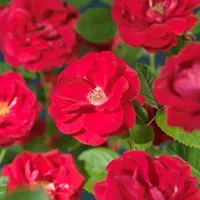 Klätterros 'Flammentanz'