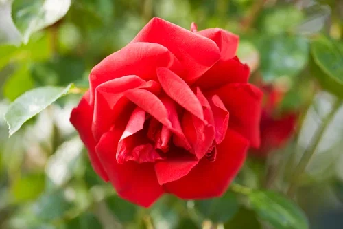 Klasblommig ros 'Europeana'