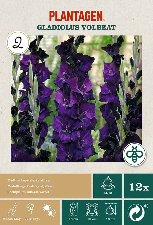 Storblommig gladiol 'Volbeat'