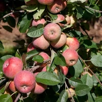 Äpple 'Gyllenkroks Astrakan' E A2