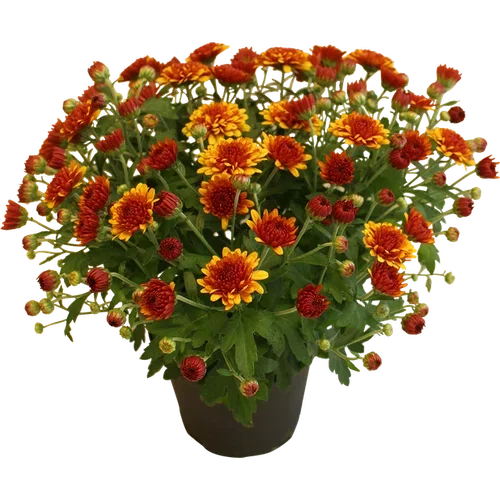Chrysanthemum ind. Orange 12 cm
