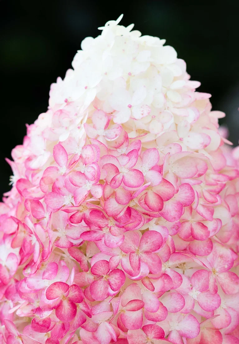 Vipphortensia 'Living Pink & Rose'