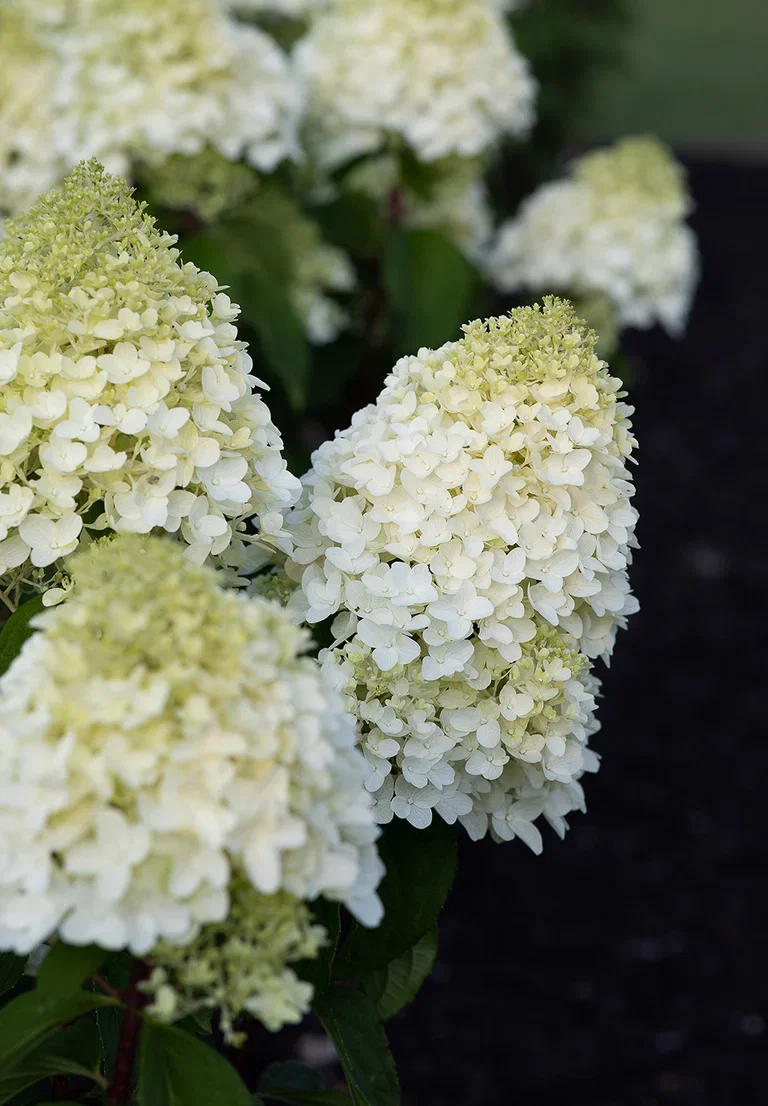 Vipphortensia 'Living Sugar Rush'