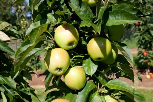 Äpple 'Silva' E A2