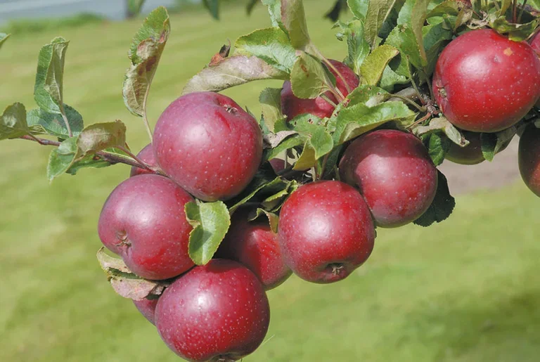 Äpple 'Rödluvan' E A2