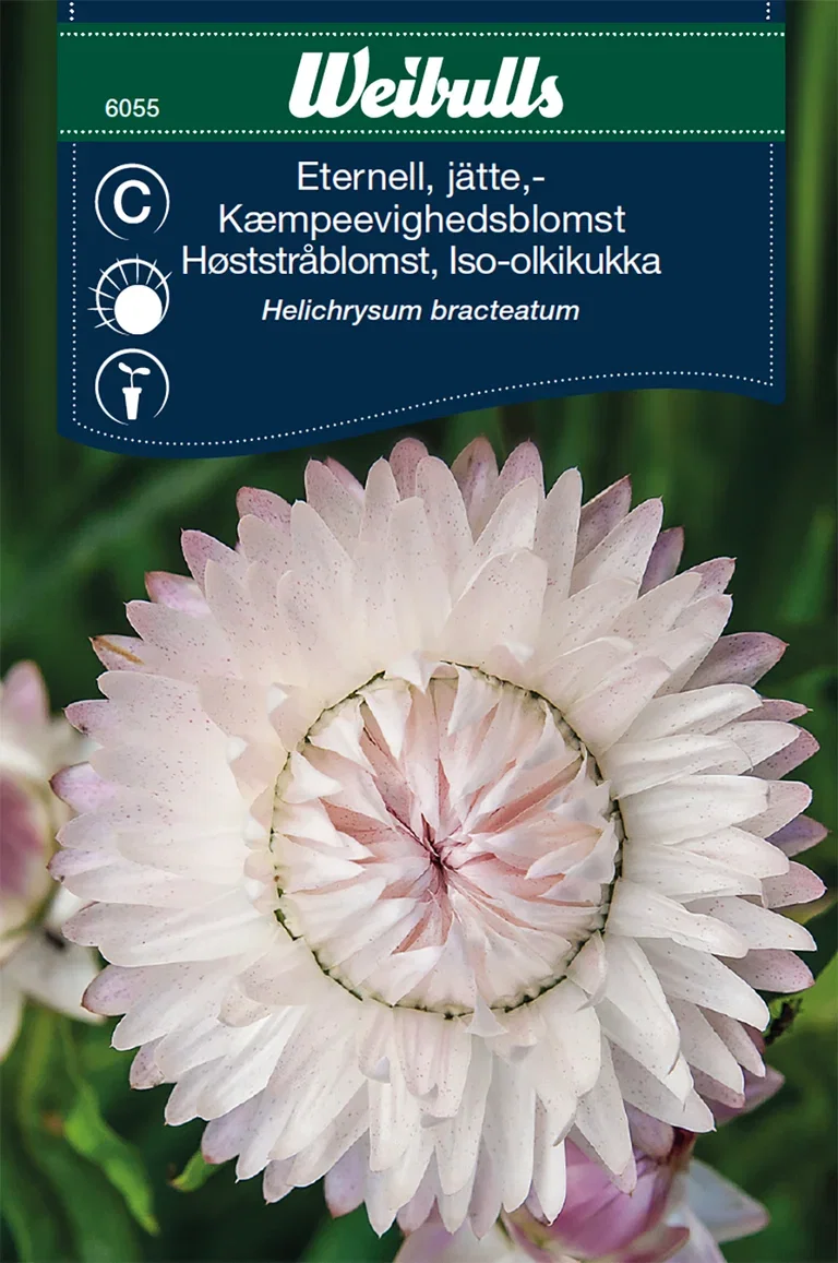 Jätteeternell