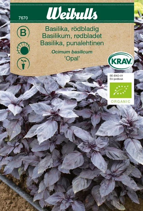 Rödbladig basilika KRAV