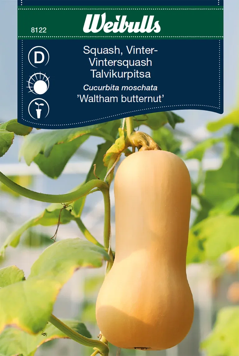 Squash 'Waltham Butternut'