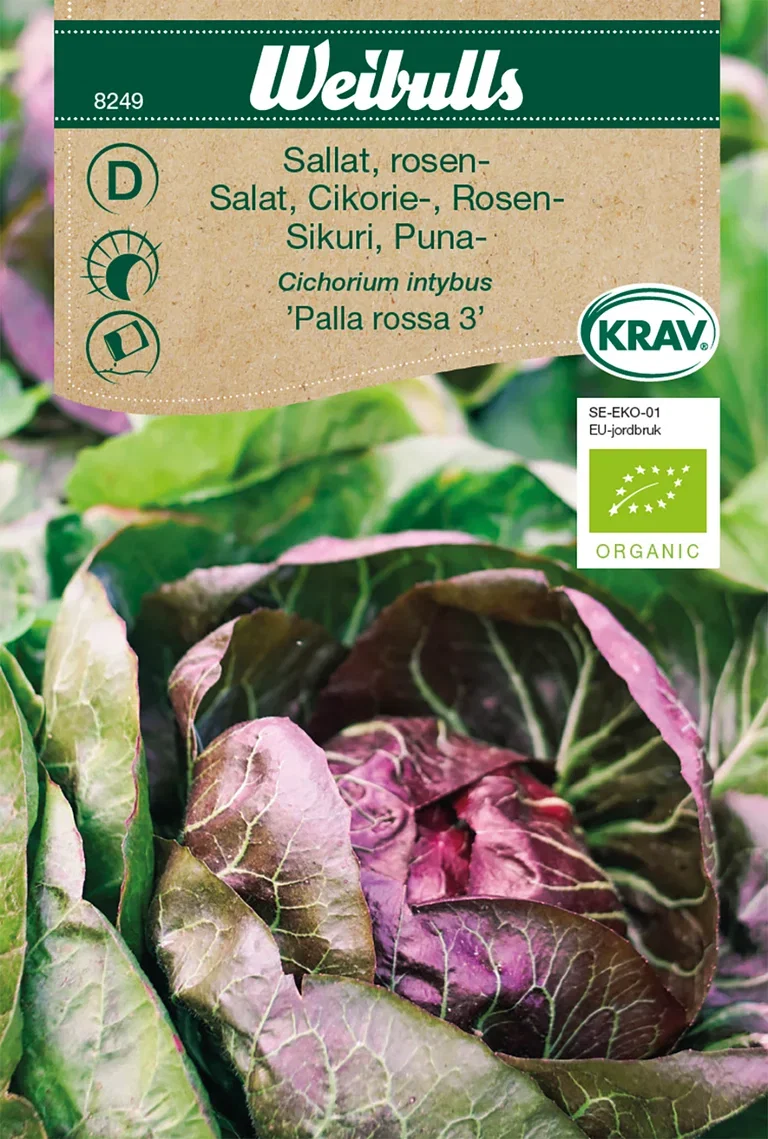Rosensallat 'Palla Rossa 3' KRAV