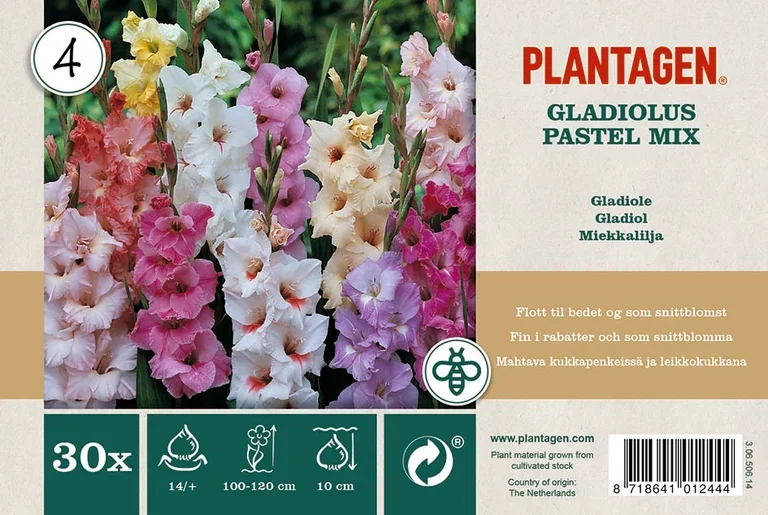 Gladioler pastel mix