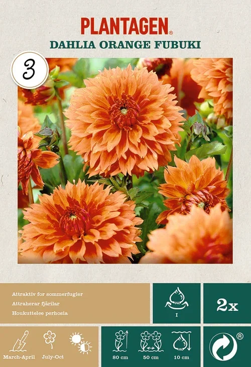 Fransdahlia 'Orange Fubuki'