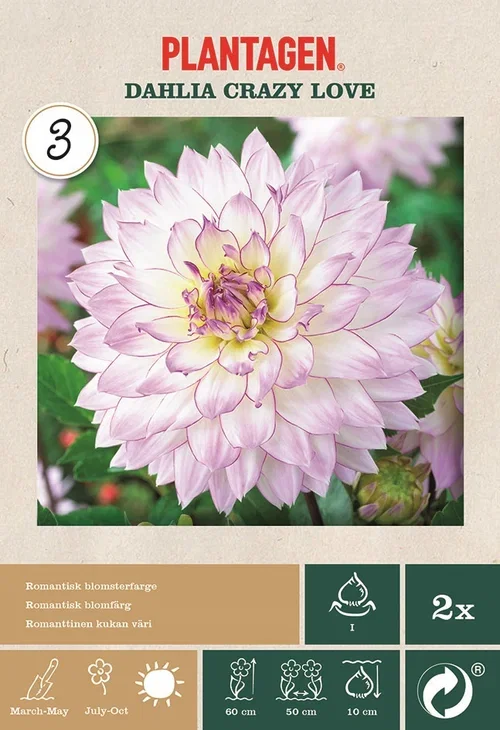 Dahlia Decorative Crazy Love