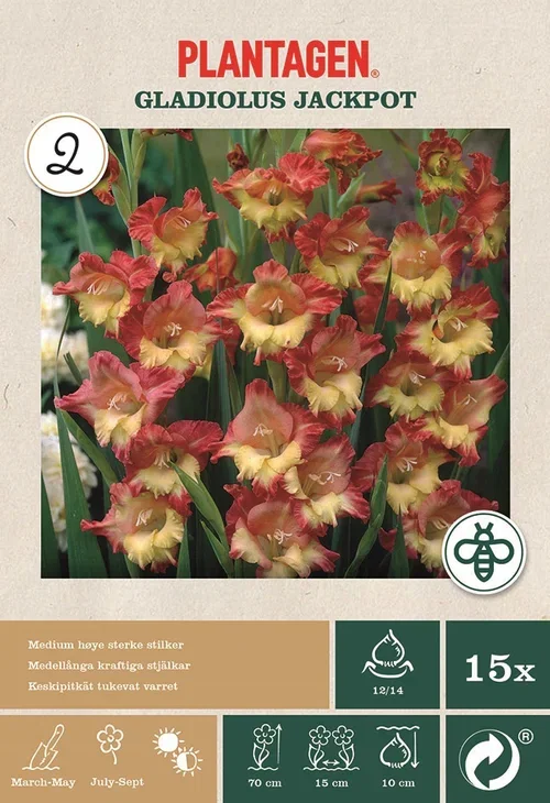 Gladiolus Butterfly Jackpot