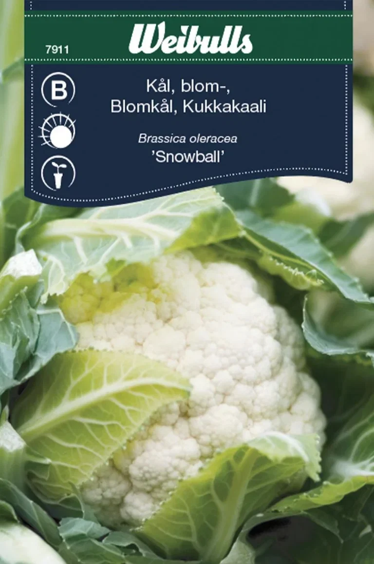 Kål, blomkål 'Snowball'