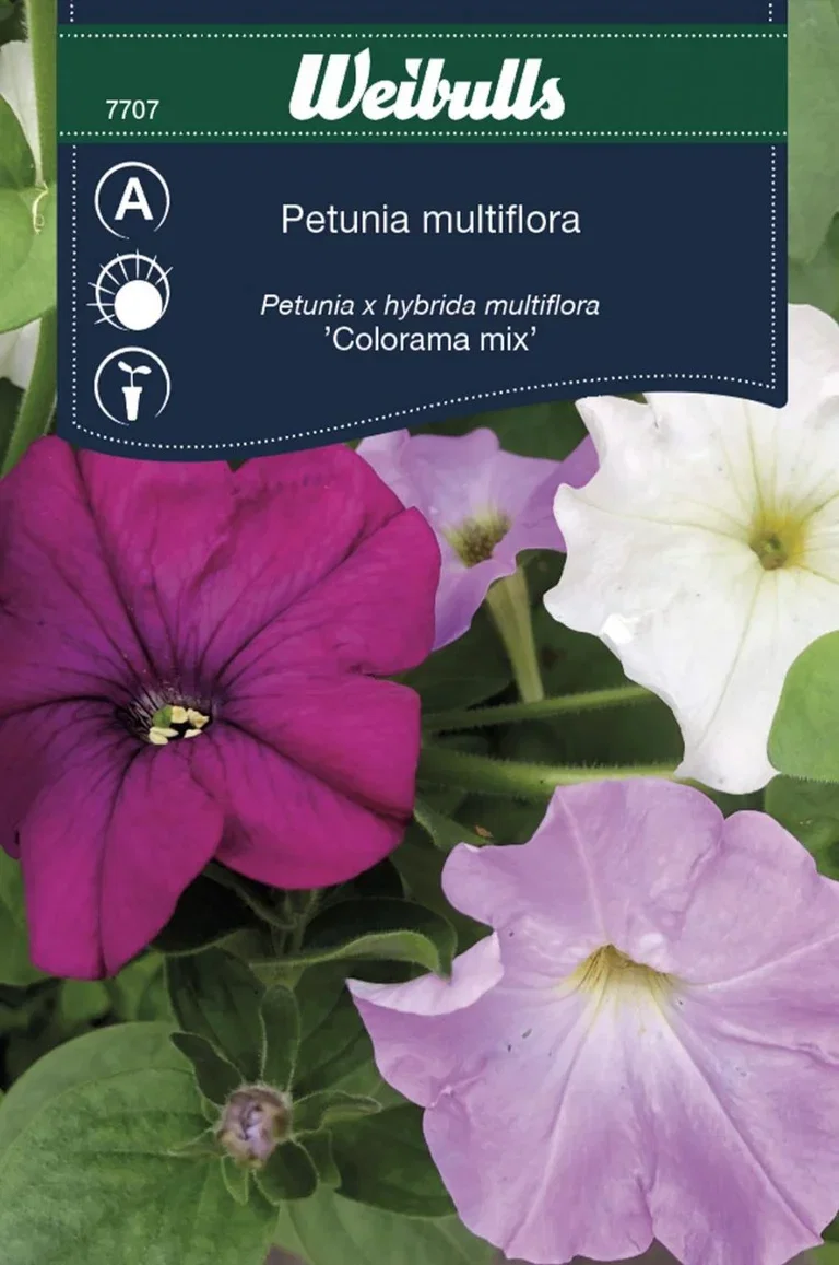 Petunia x hybrida multiflora