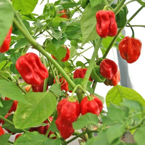 Chili 'Habanero Red' stickling