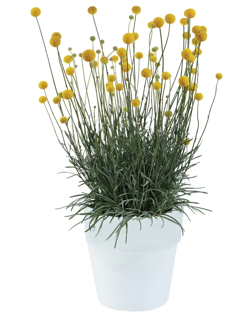 Craspedia 'Golf Beauty' 17 cm