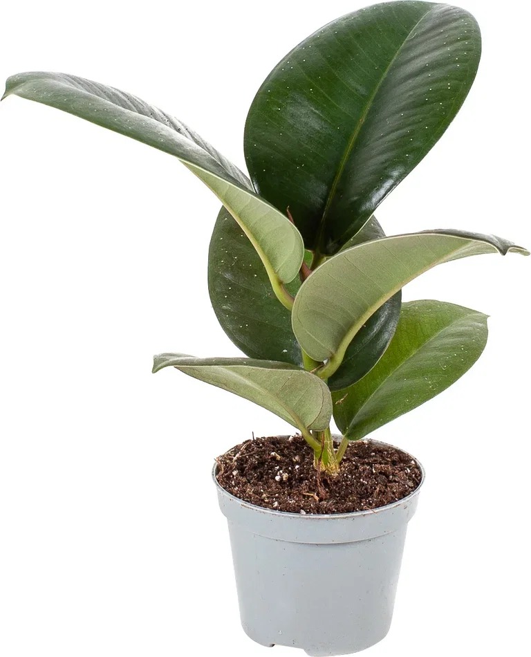 Green plants mini mix