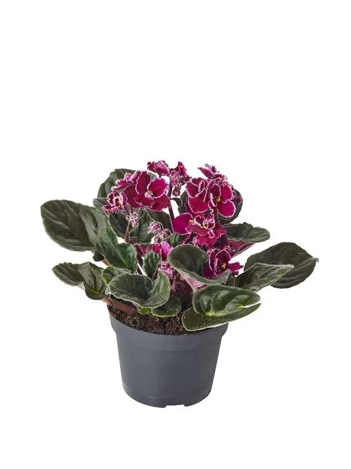 Saintpaulia ionantha Lila 10,5 cm