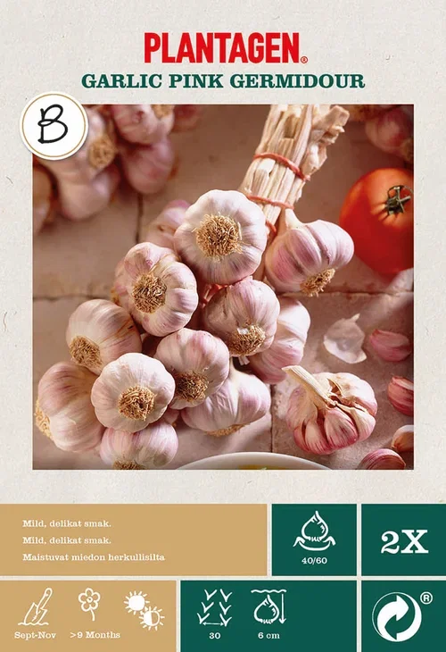 Garlic Pink Germadour