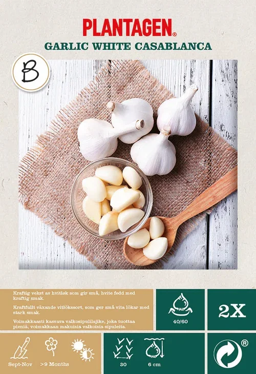 Vitlök 'White Casablanca'