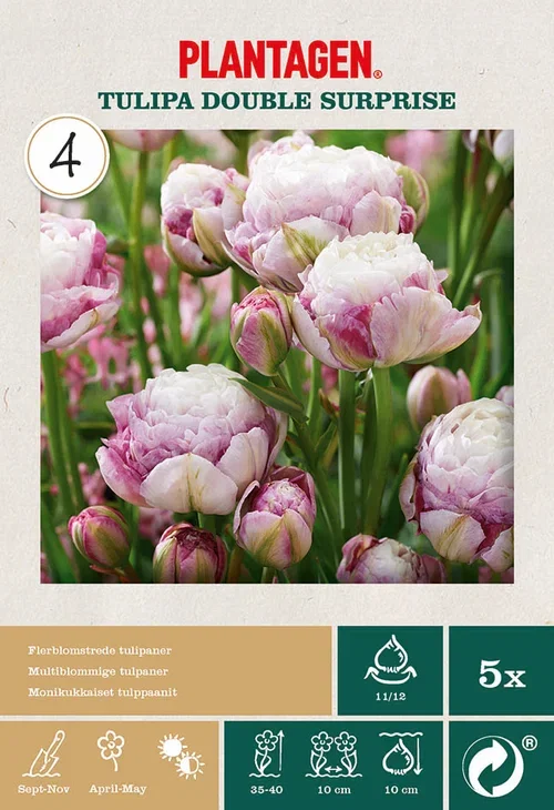 Tulipa Double Late Double Surprise