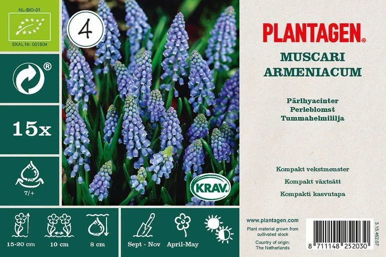 Muscari Armeniacum Blue (BIO)