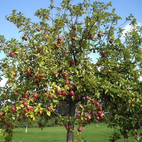 Malus domestica 'Familjeträd' zon 5-6 12L