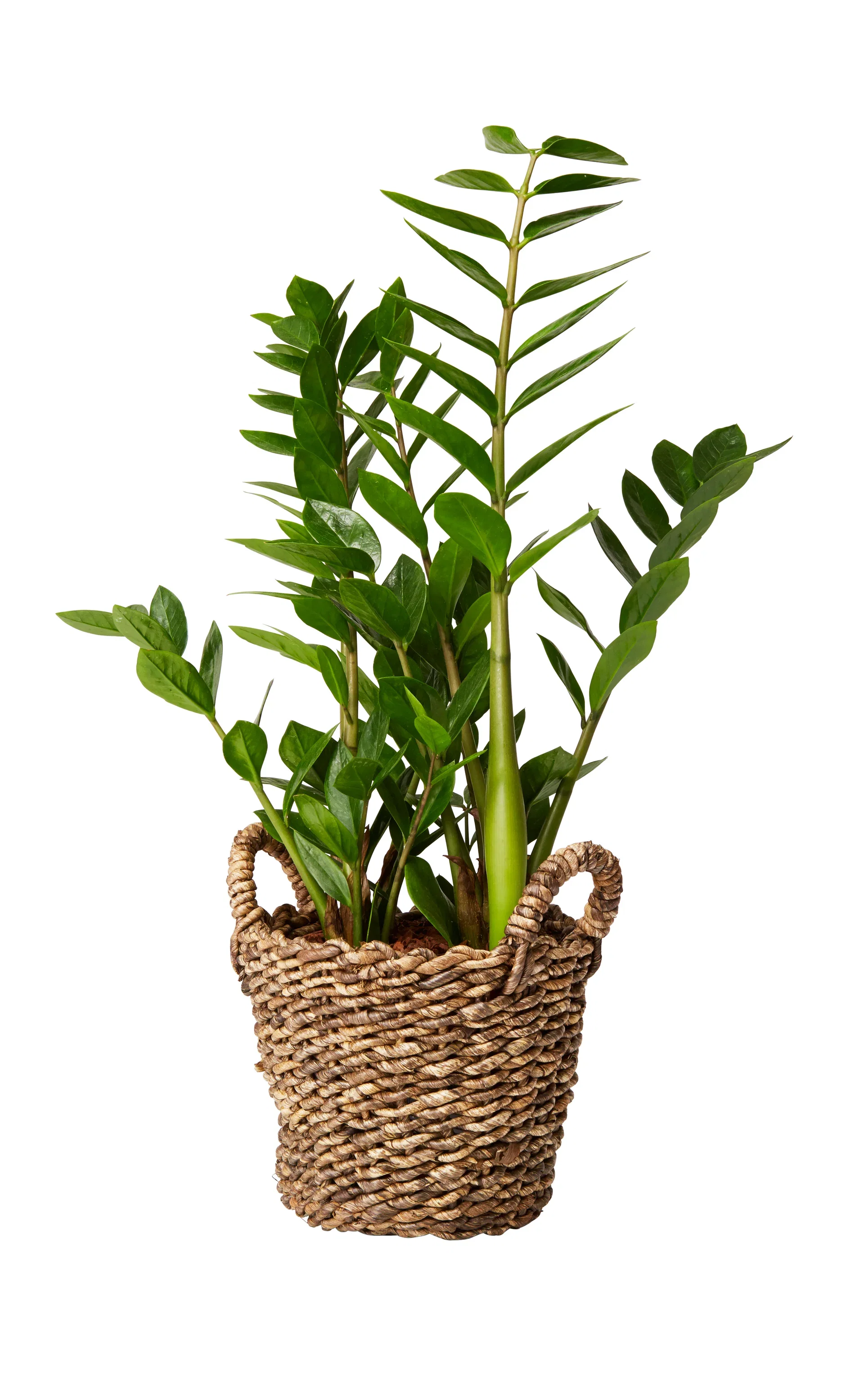 Kenny pot D22 brown