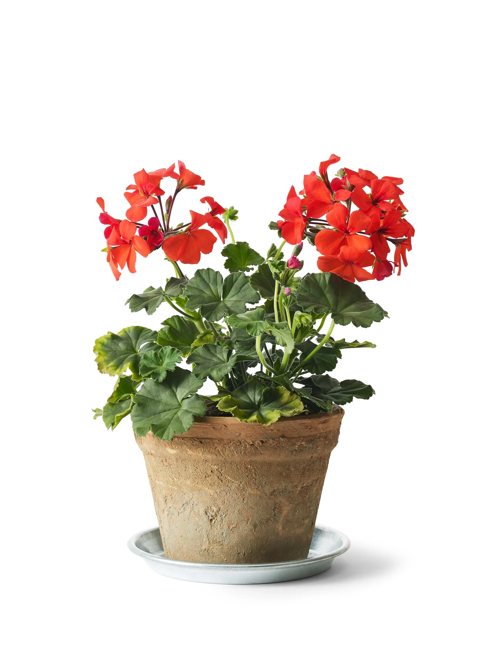 Vintage pot D16 terracotta