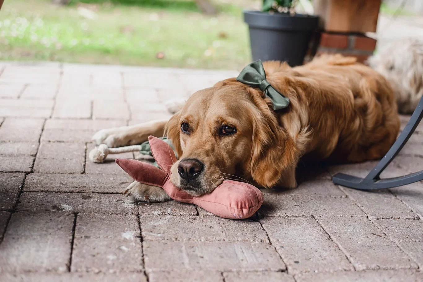 DBL VELVET DOG TOY RABBIT ALINA PINK 27