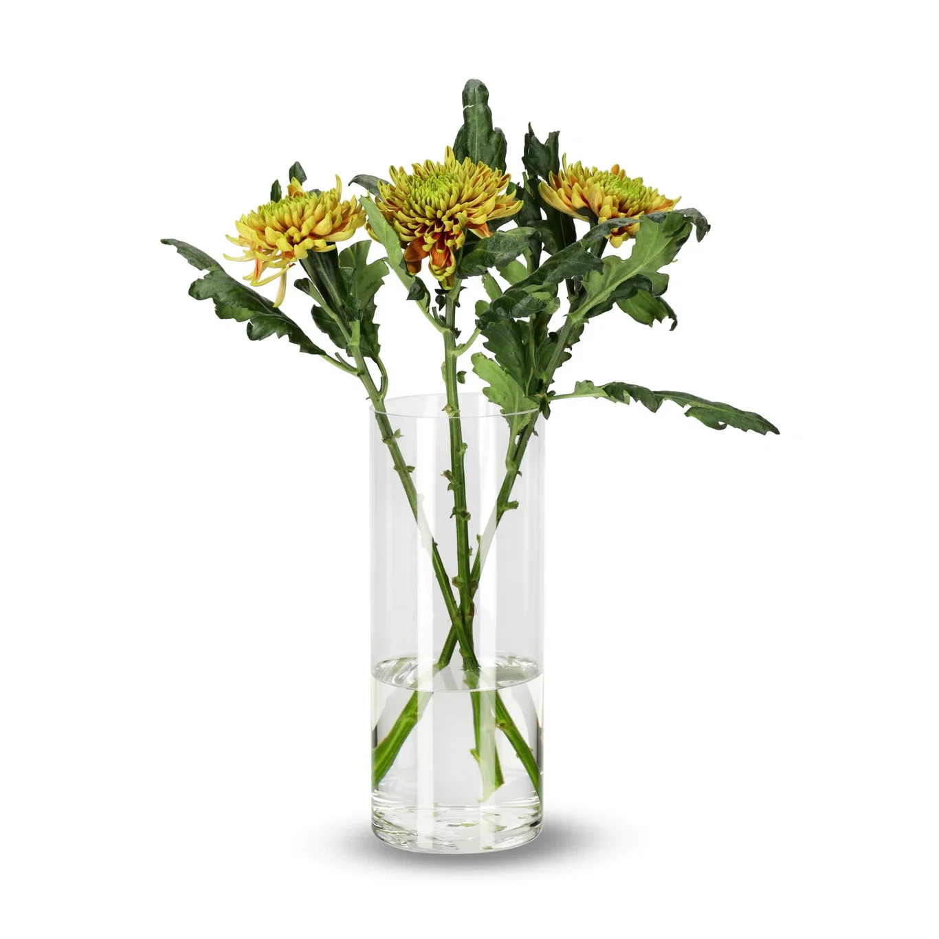 Chrysanthemum Uniflower