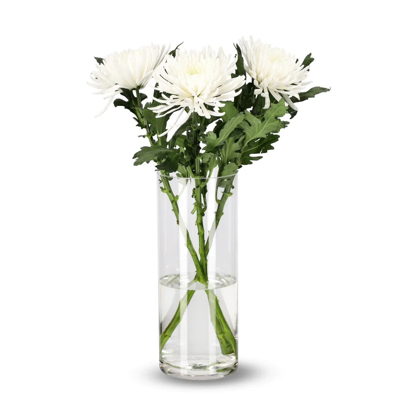 Chrysanthemum Uniflower