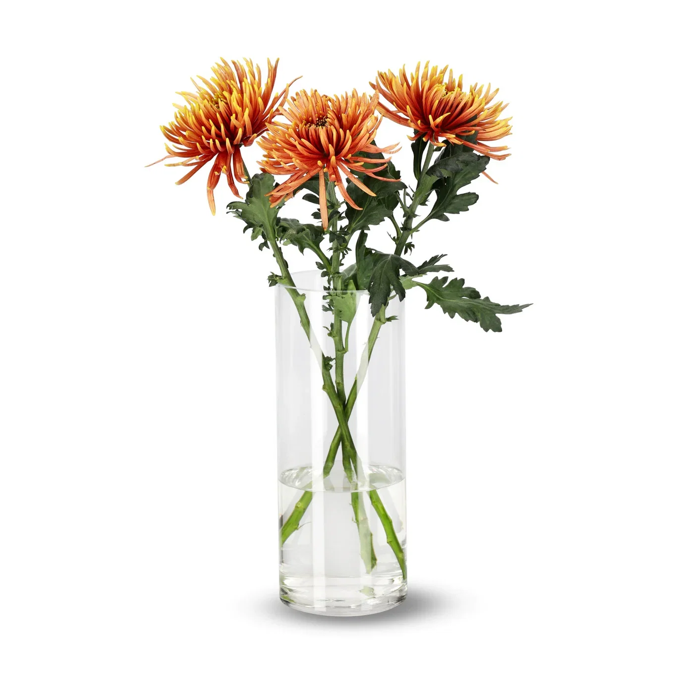 Chrysanthemum Uniflower