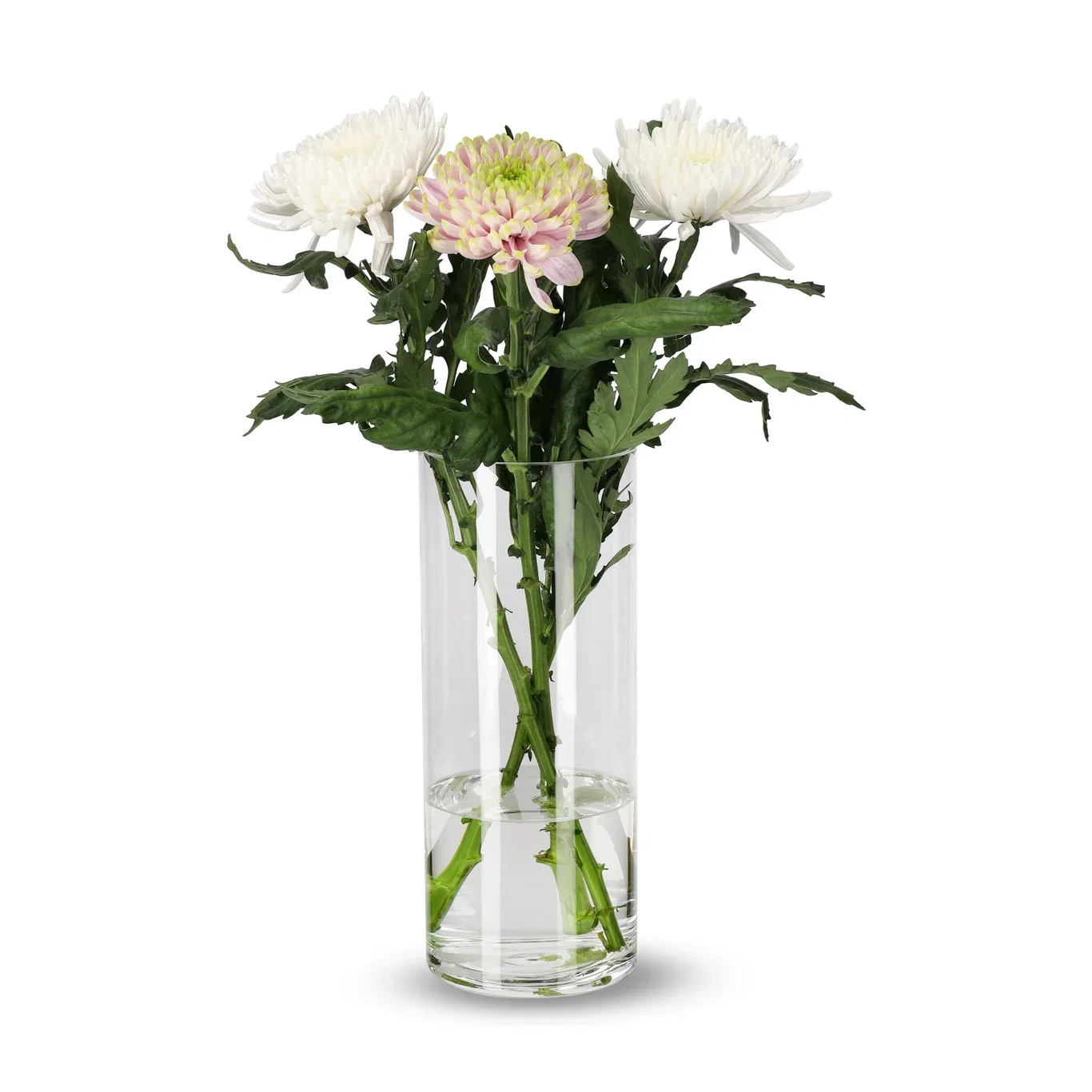 Chrysanthemum Uniflower
