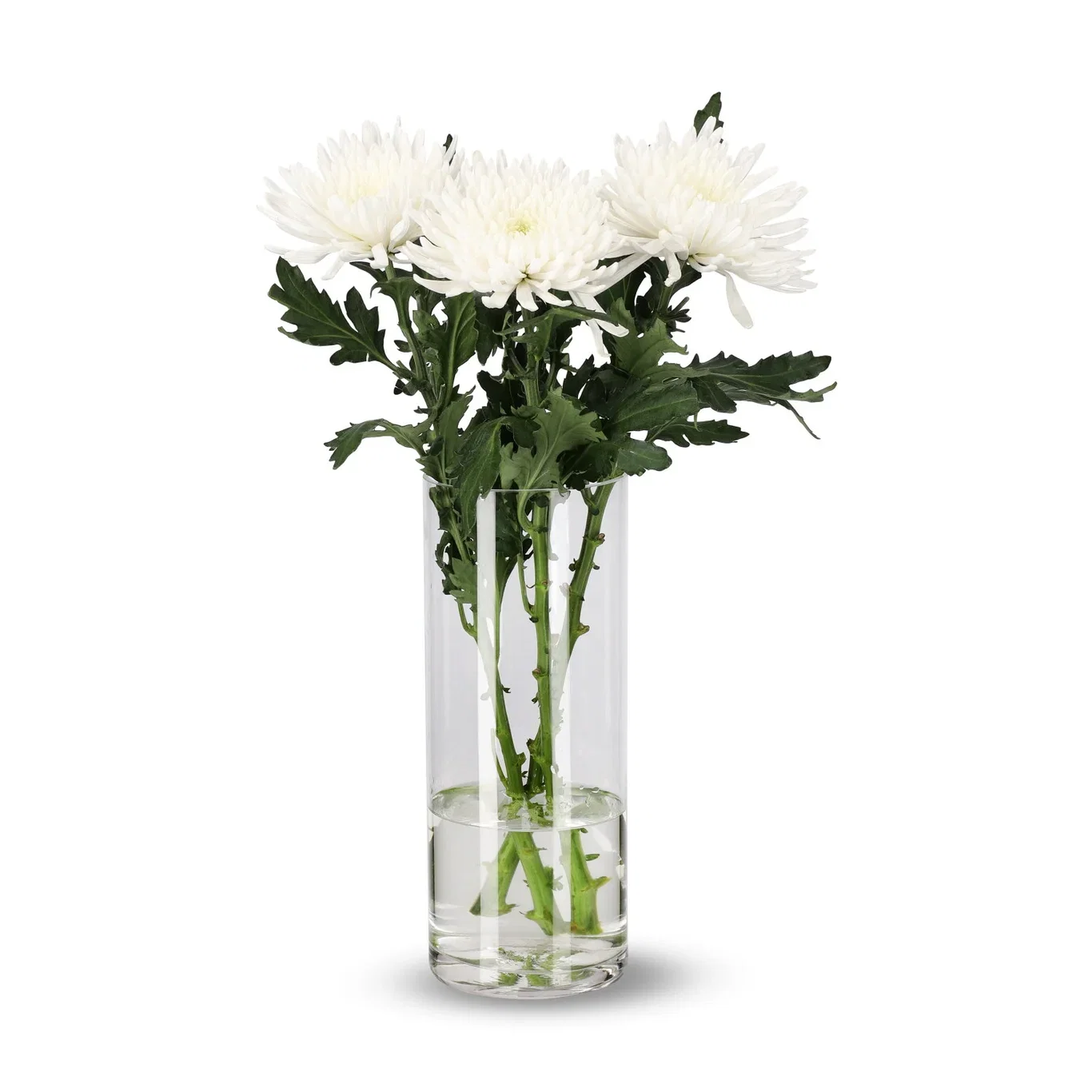 Chrysanthemum Uniflower