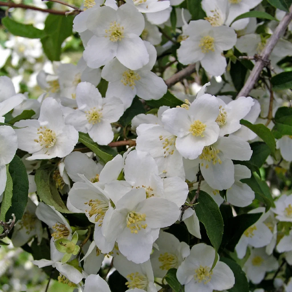 Philadelphus lewisii 'Waterton' Shrub - 3.5L