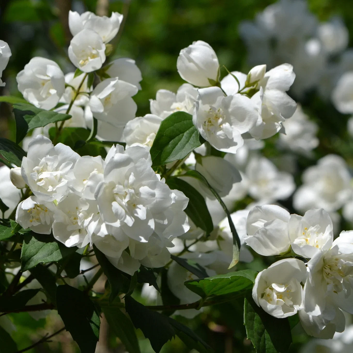 Philadelphus Mont Blanc Shrub