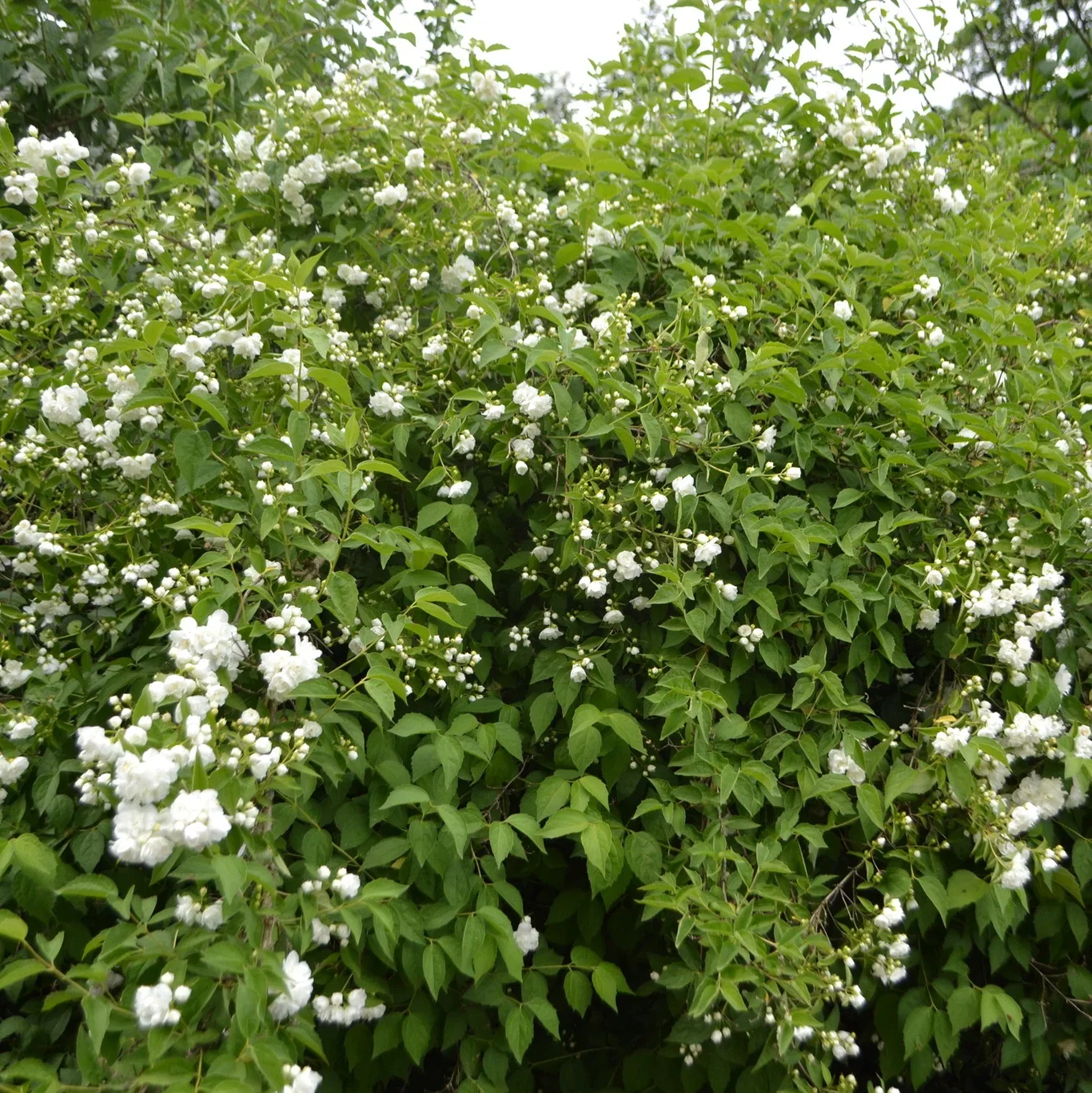 Philadelphus Mont Blanc Shrub